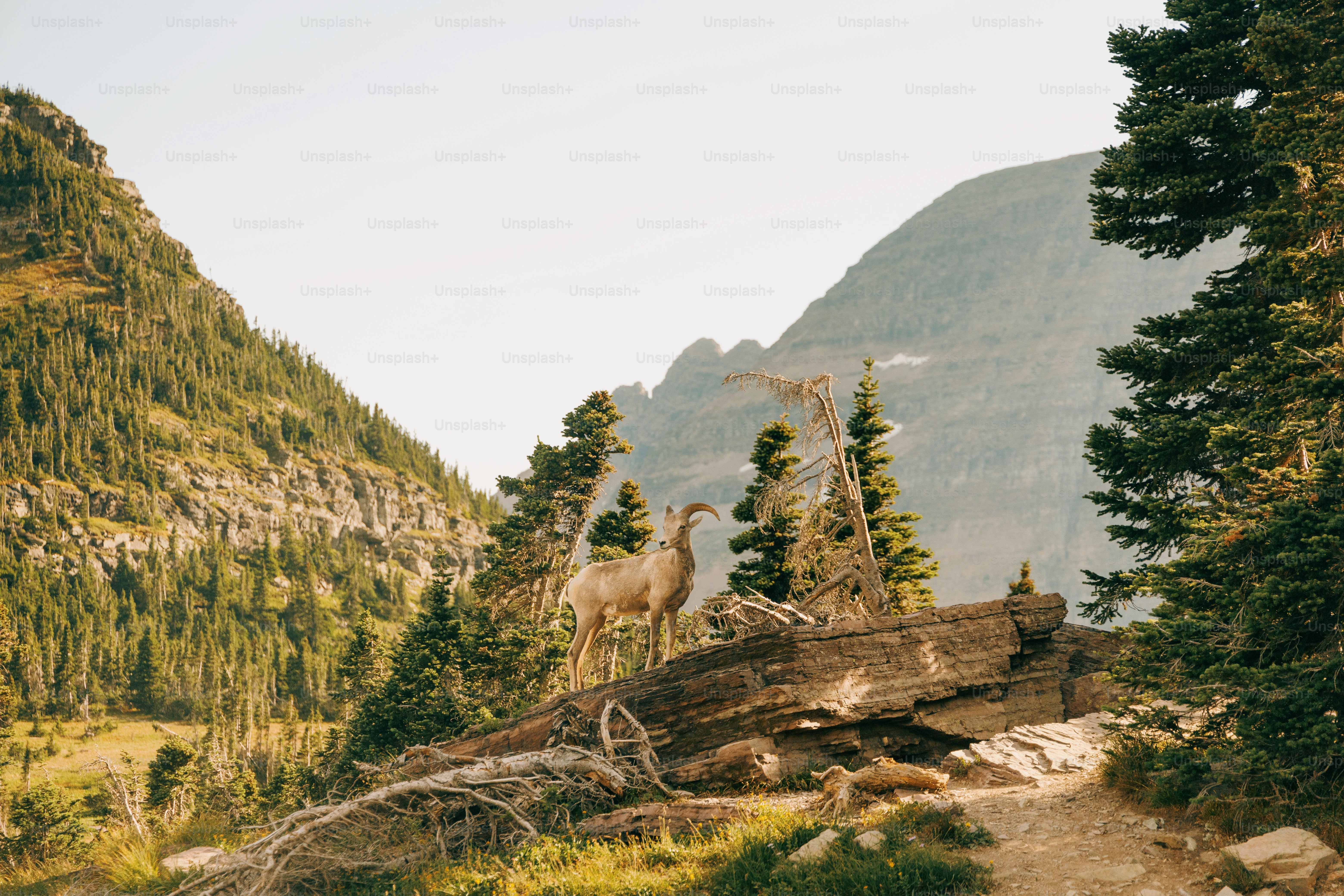 a mountain goat standing on top of a tree covered hillside
