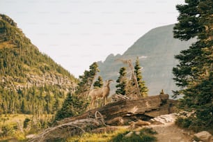 Una cabra montés de pie en la cima de una ladera cubierta de árboles