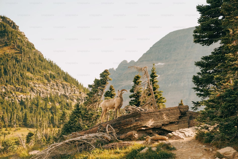 Rocky Mountain bighorn sheep ram on rugged canyon terrain in Utah