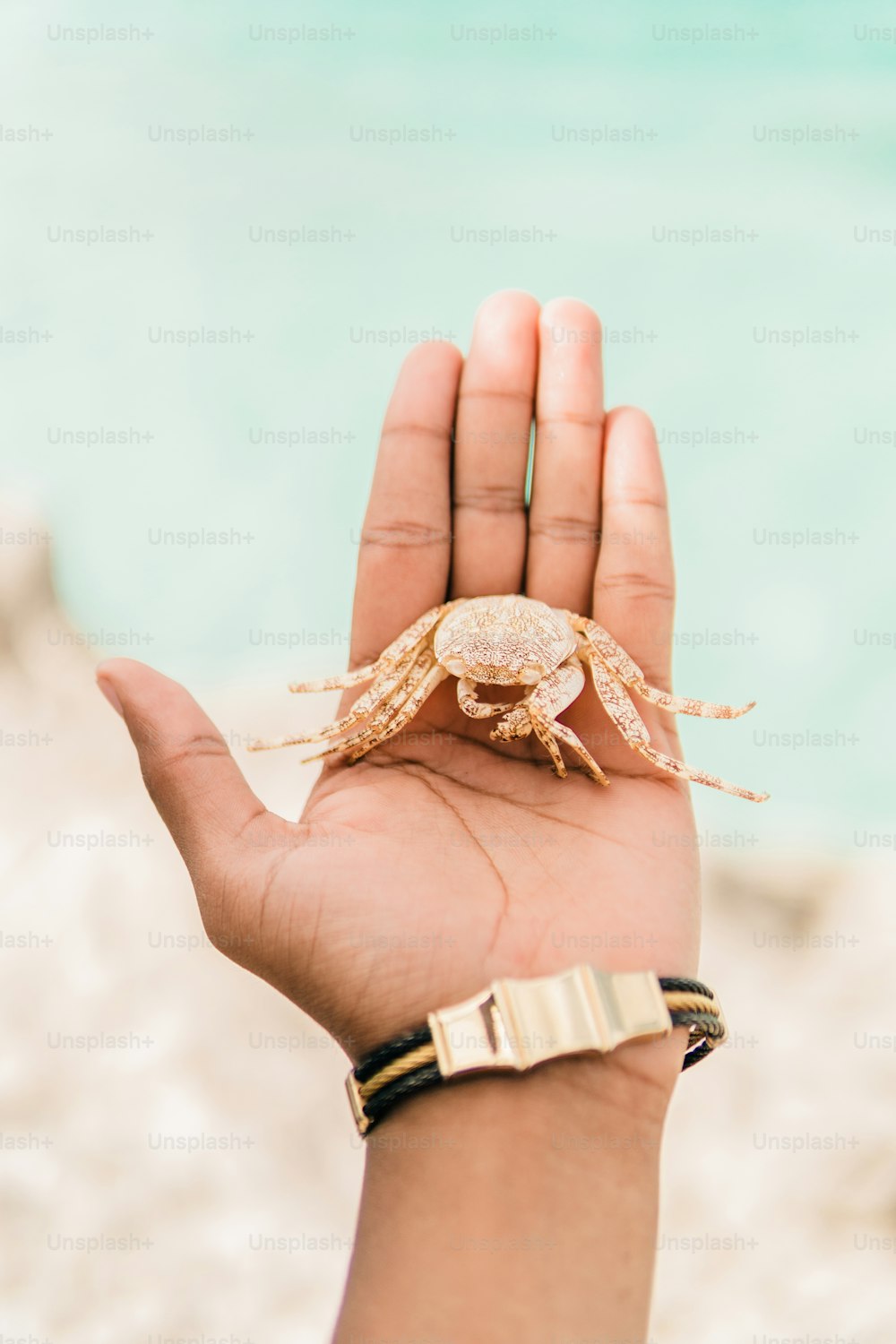 uma pessoa segurando um pequeno caranguejo na mão