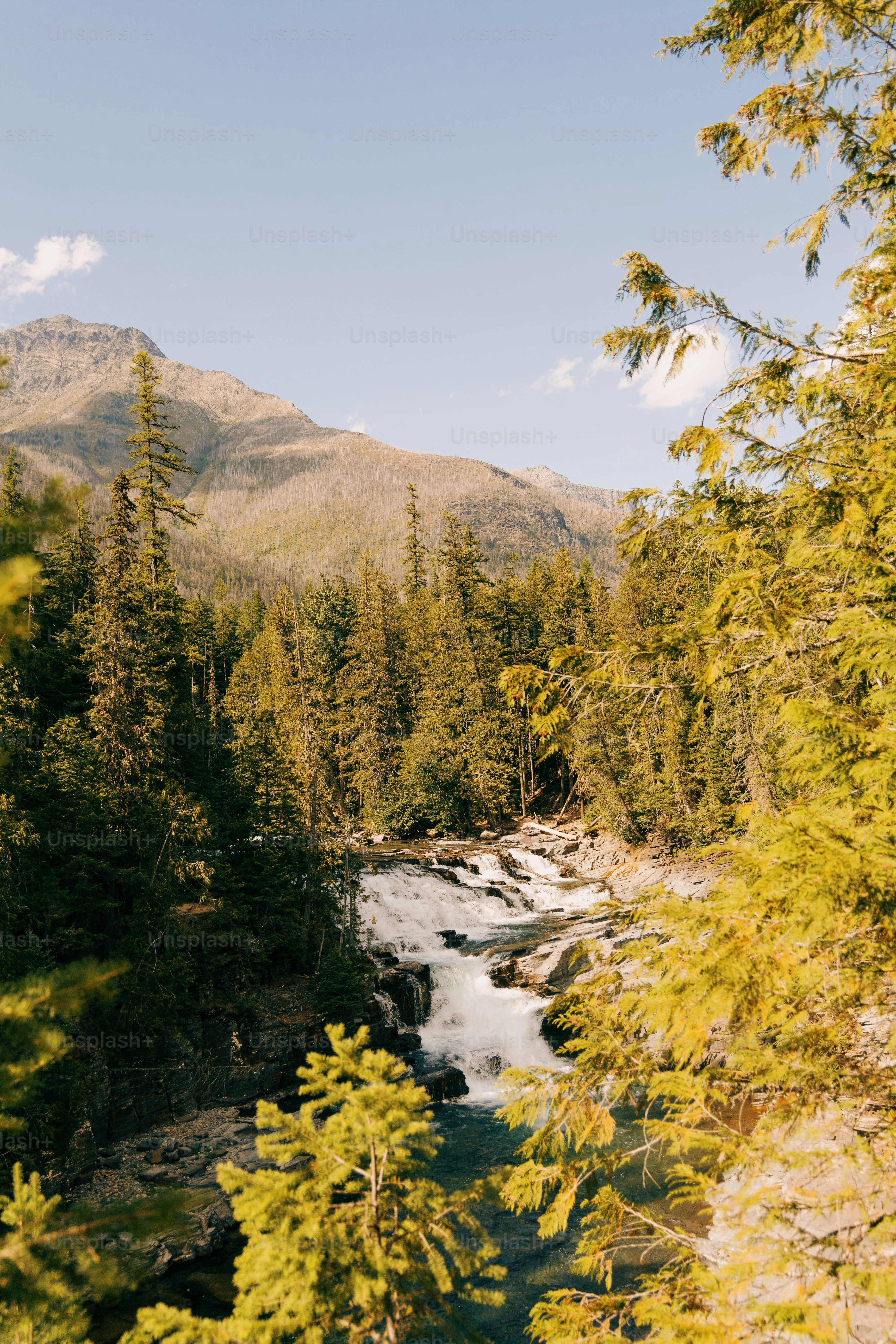 Un fiume che attraversa una lussureggiante foresta verde