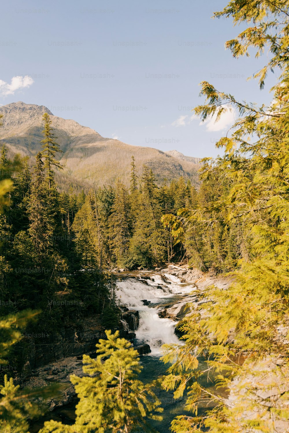 a river running through a lush green forest