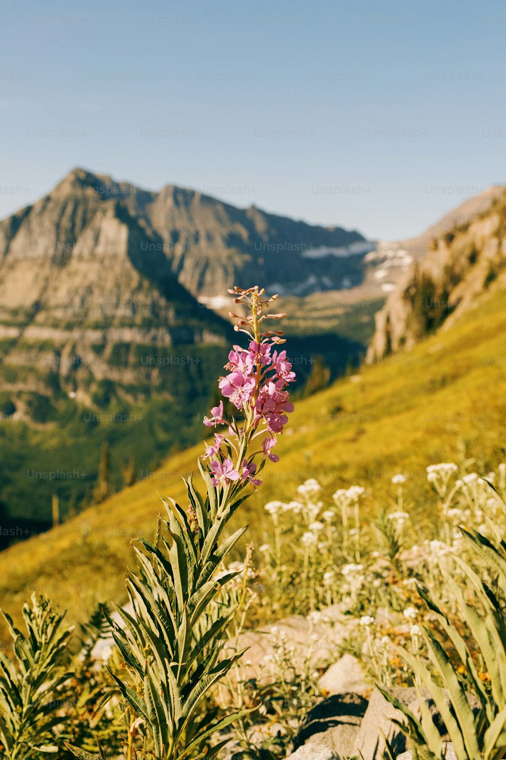 a pink flower in the middle of a grassy field