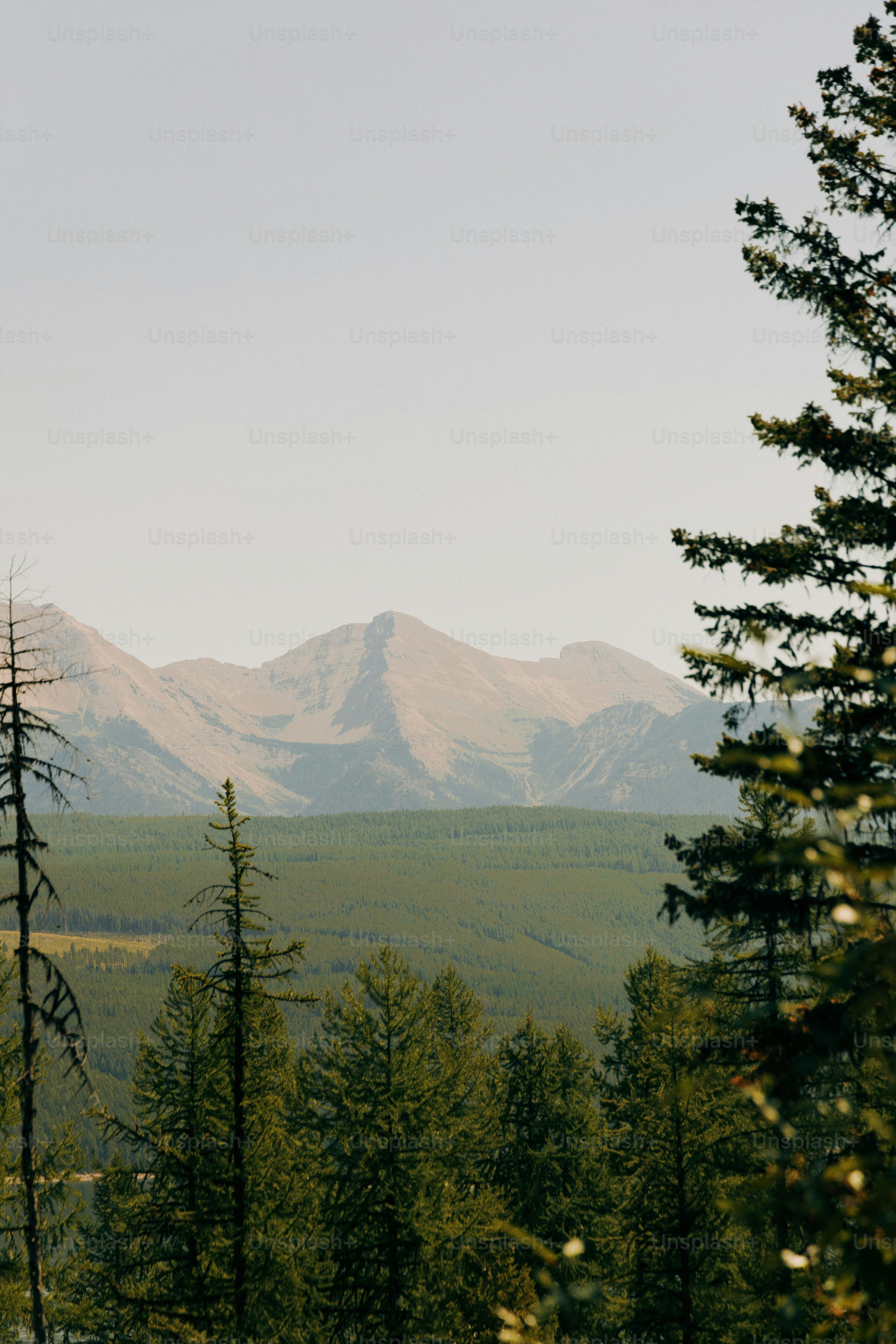 a view of a mountain range with trees in the foreground