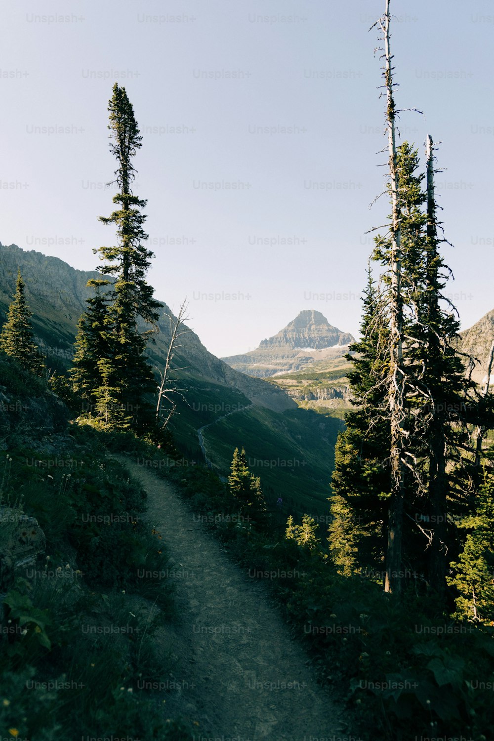 Un sendero en las montañas con árboles a ambos lados