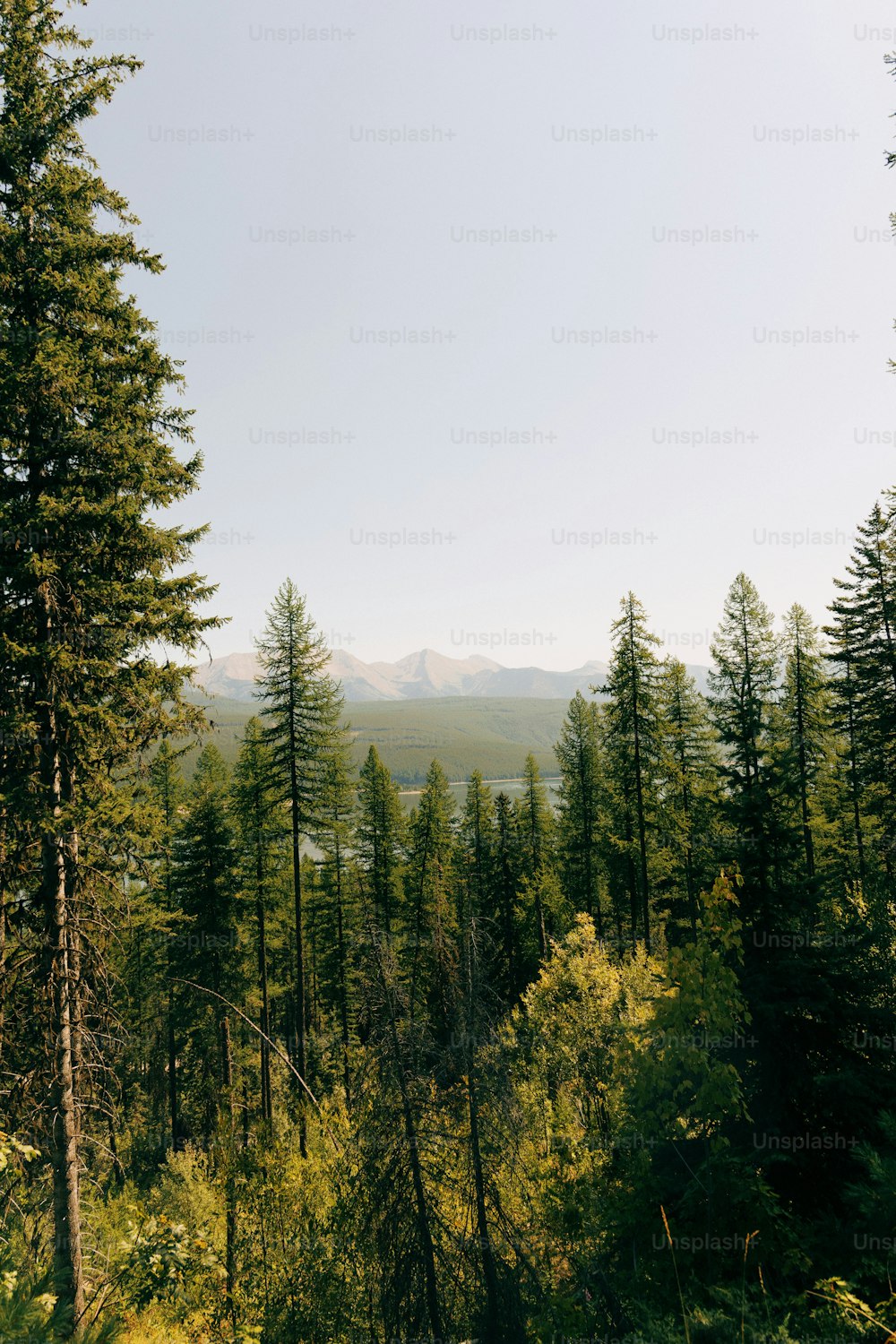 une vue d’une forêt avec des montagnes au loin