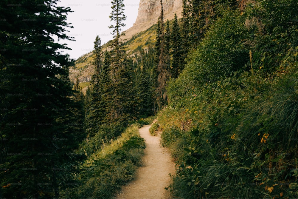 a dirt path in the middle of a forest