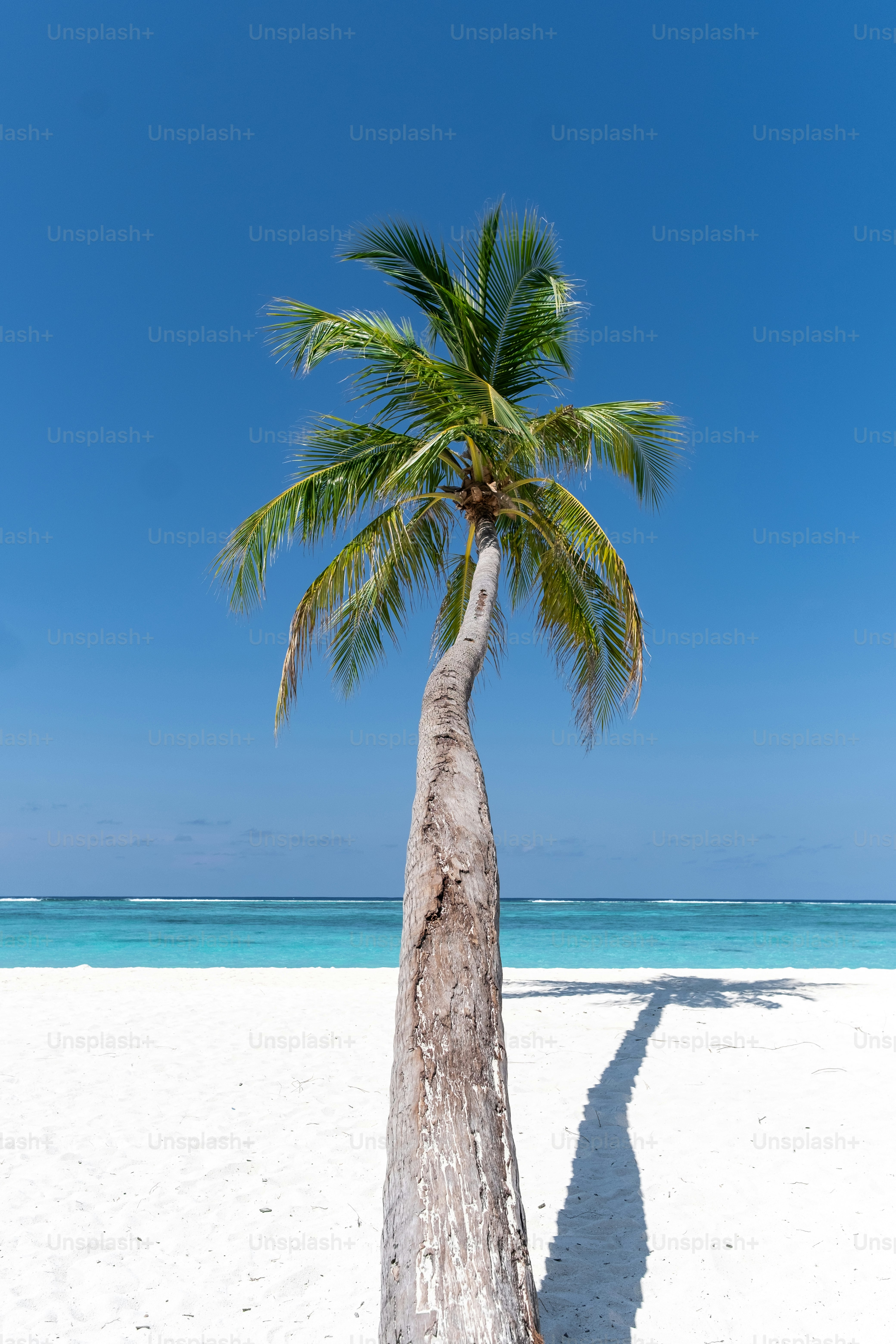 a lone palm tree on a white sandy beach