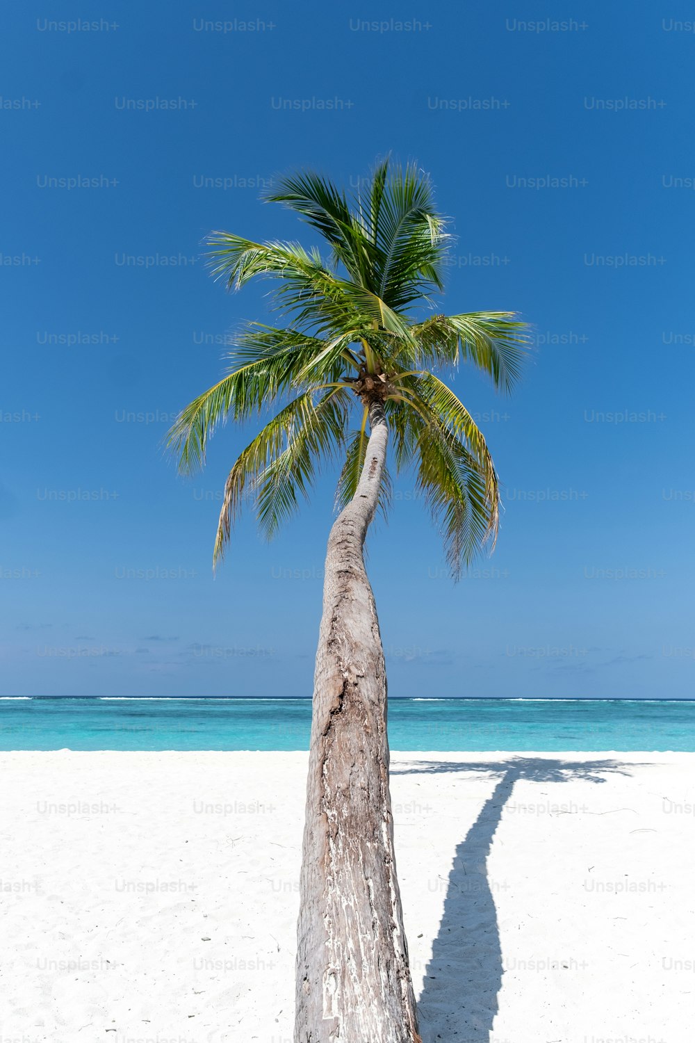 a lone palm tree on a white sandy beach