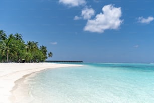 uma praia tropical com palmeiras e água clara