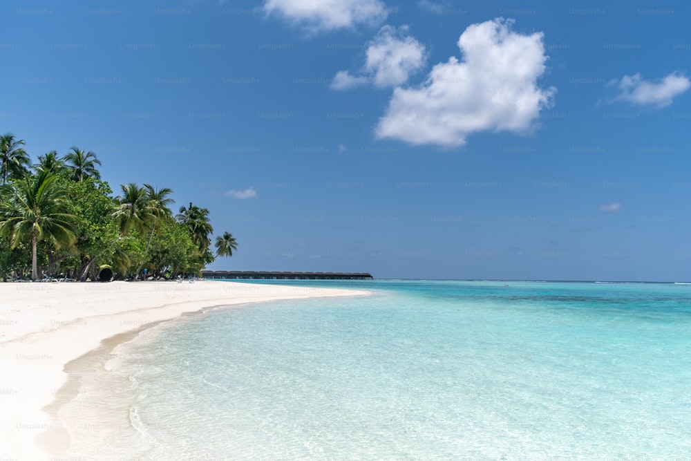 Una playa tropical con palmeras y agua clara