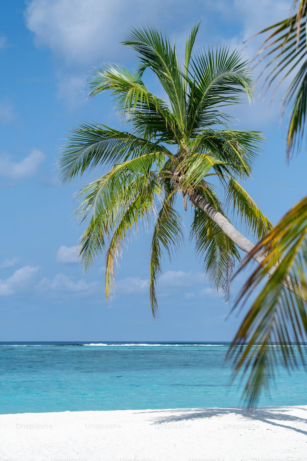 a palm tree on a beach with the ocean in the background