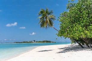 a palm tree on a beach with clear blue water
