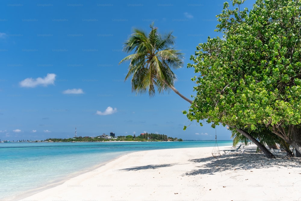 a palm tree on a beach with clear blue water