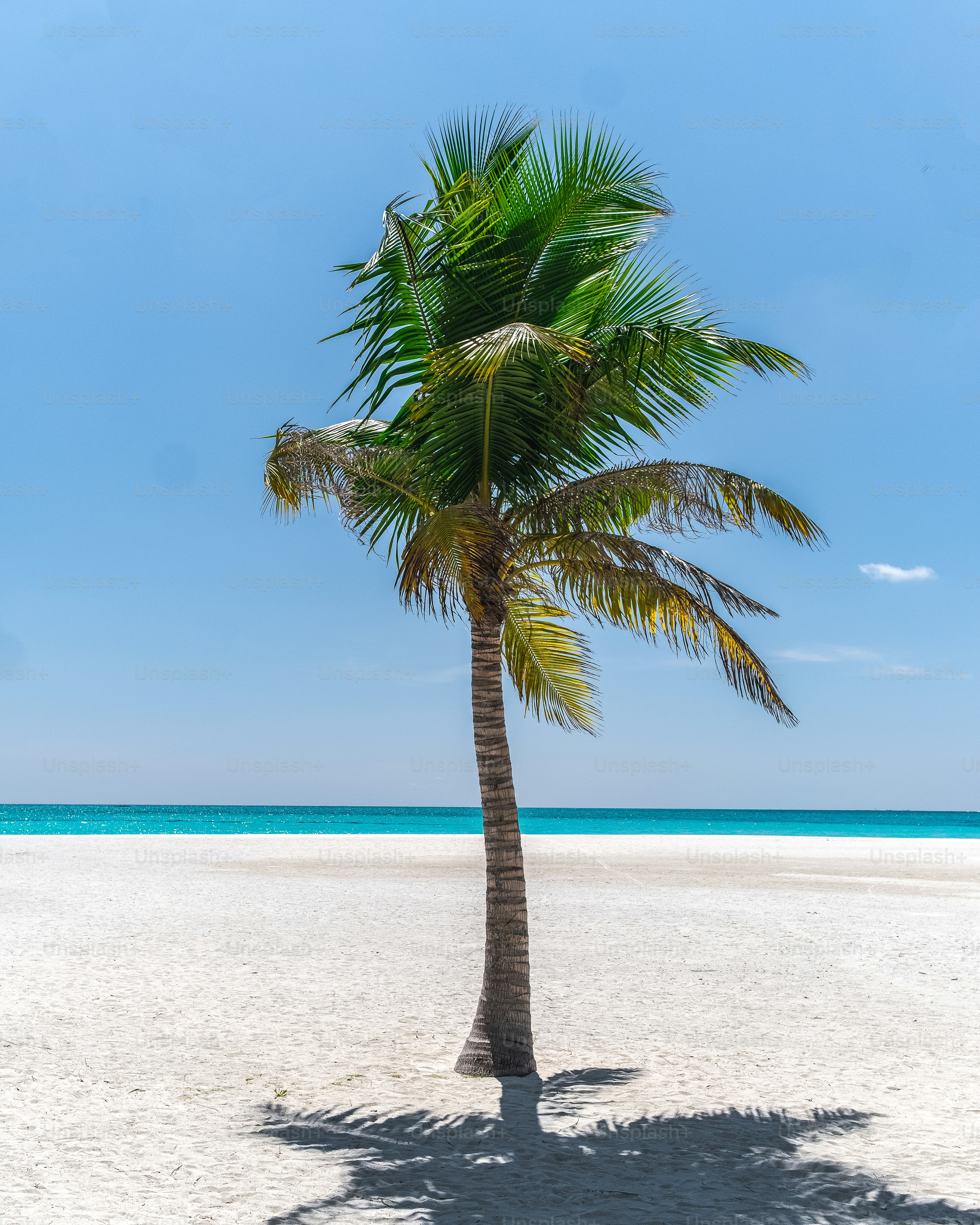 a palm tree on a beach with the ocean in the background