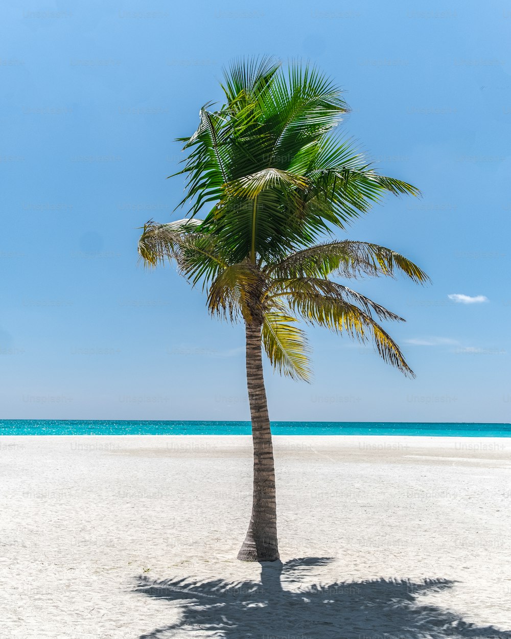 Una palmera en una playa con el océano de fondo