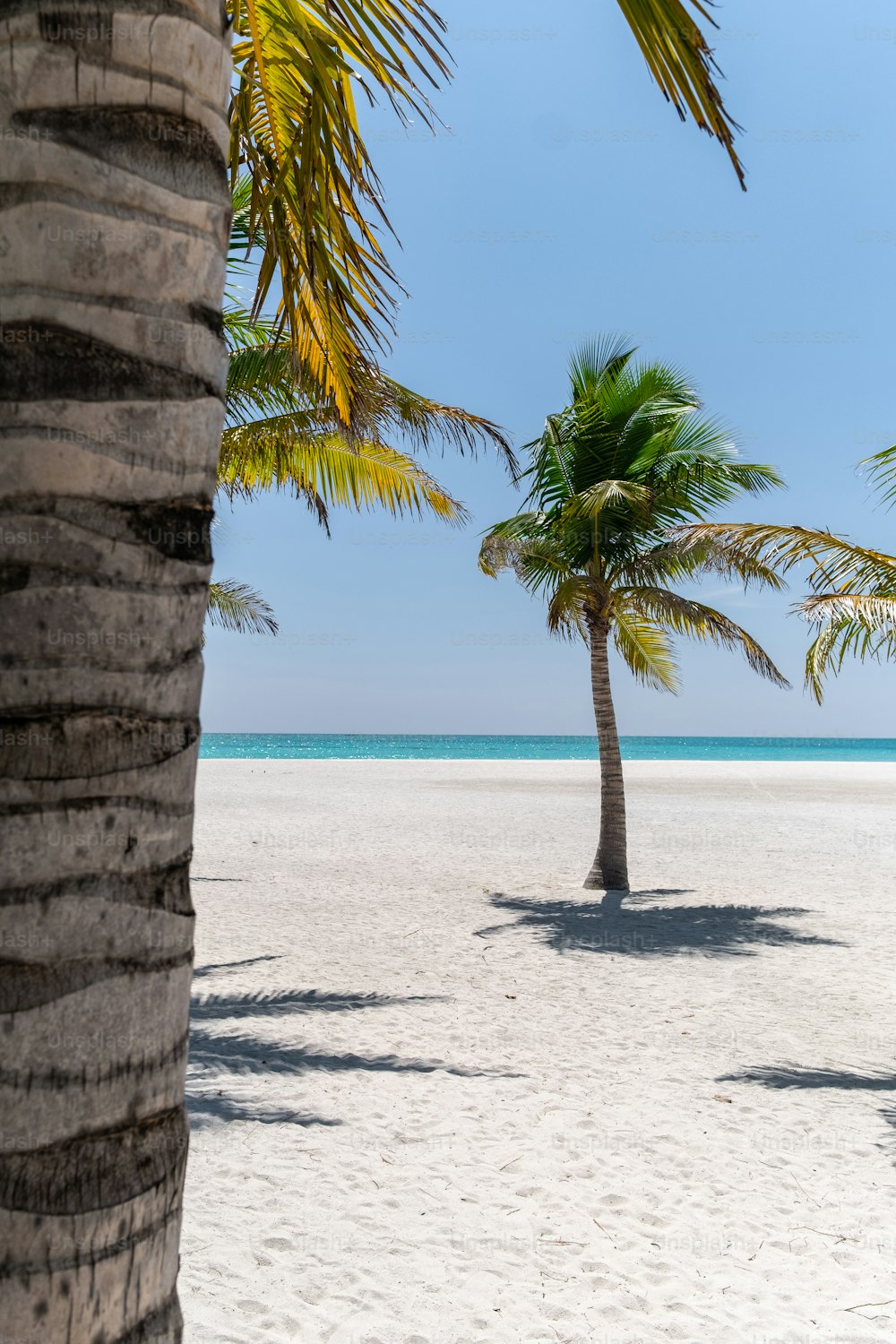 duas palmeiras em uma praia com o oceano ao fundo