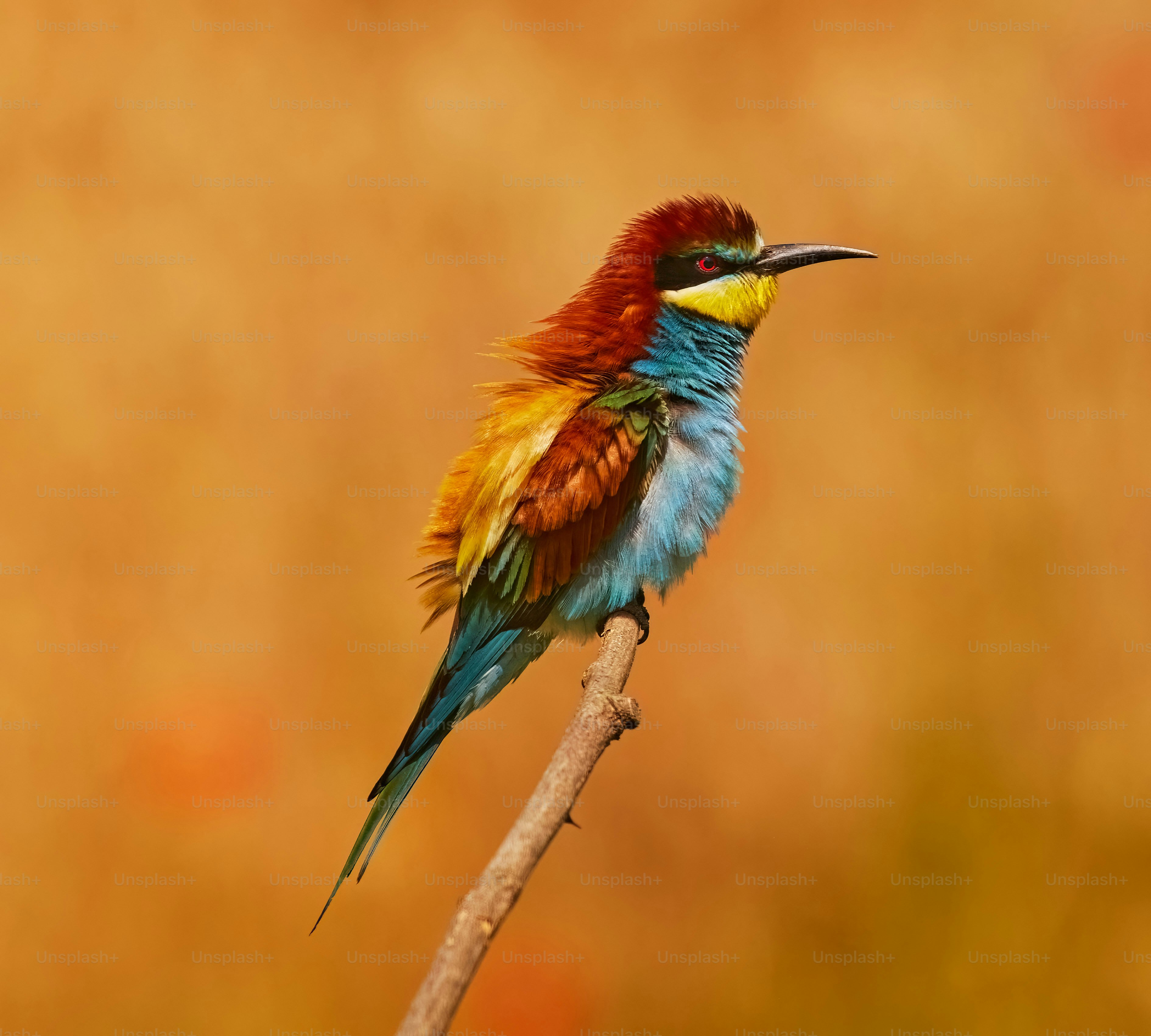 European bee-eater