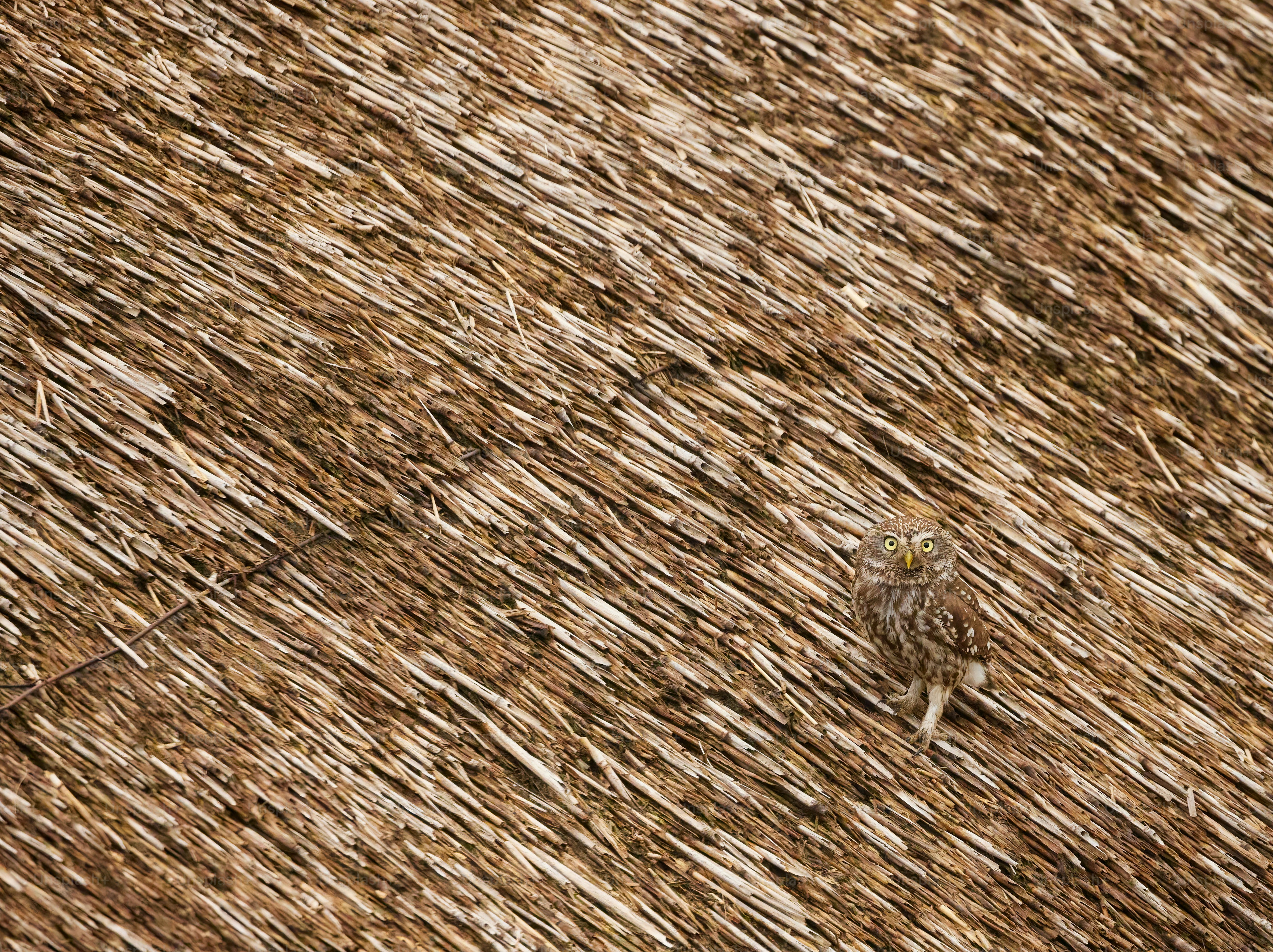 a small bird standing on top of a dry grass field