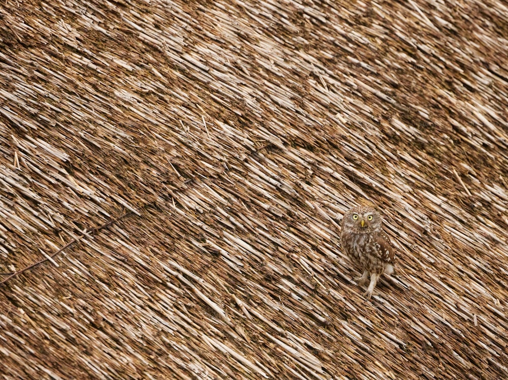 Un piccolo uccello in piedi sulla cima di un campo di erba secca