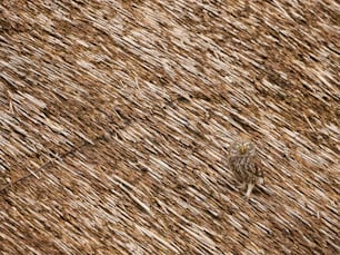 a small bird standing on top of a dry grass field