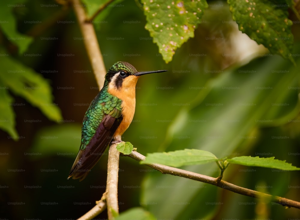 um pequeno pássaro colorido empoleirado em um galho de árvore