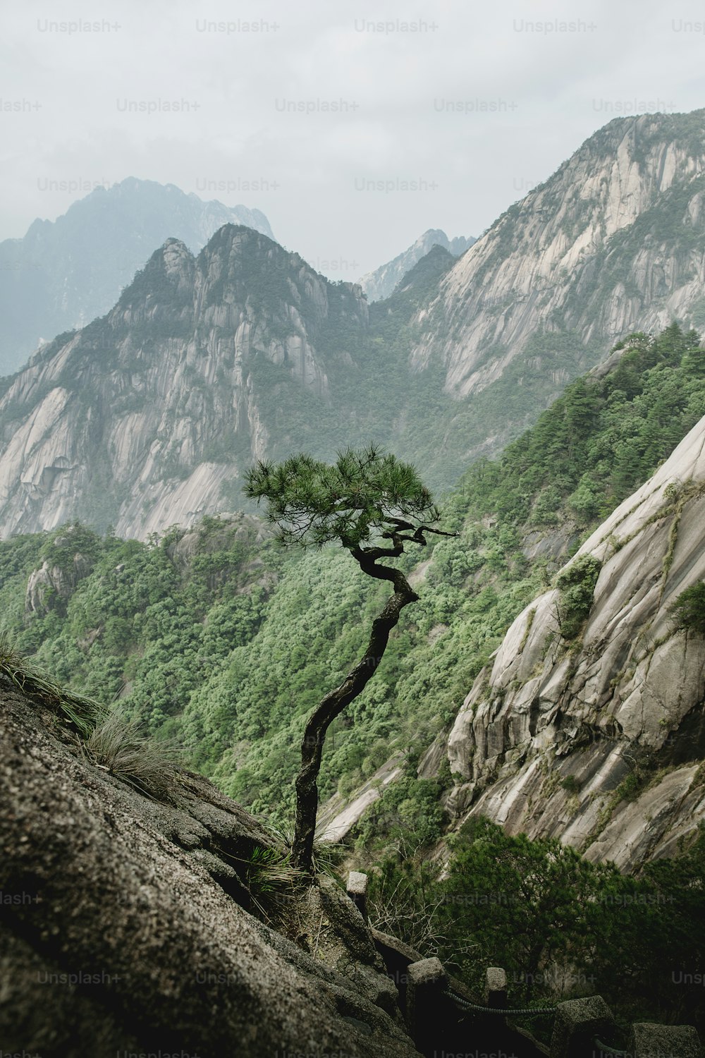 a lone tree in the middle of a mountain range
