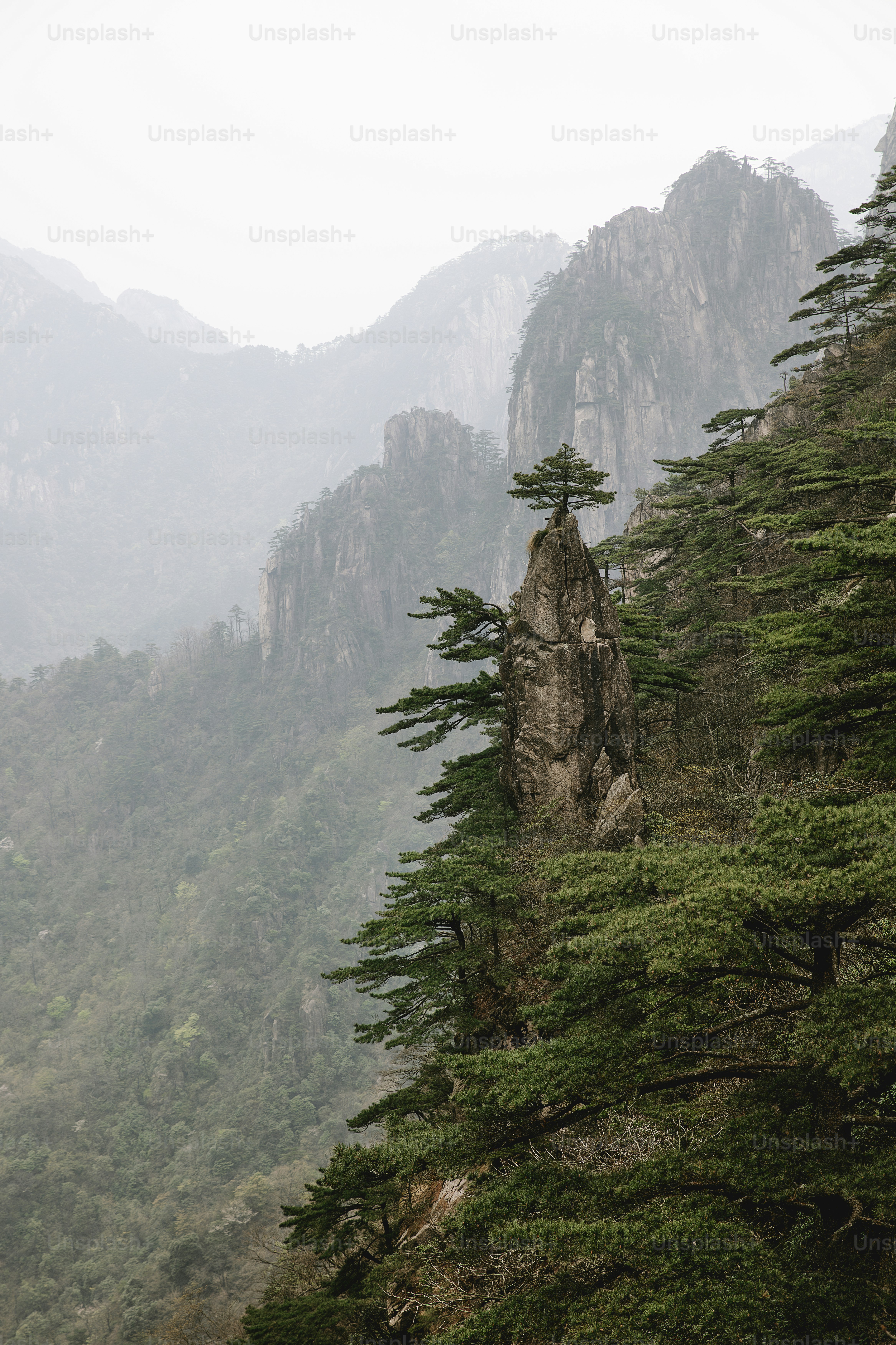 a lone tree on the side of a mountain