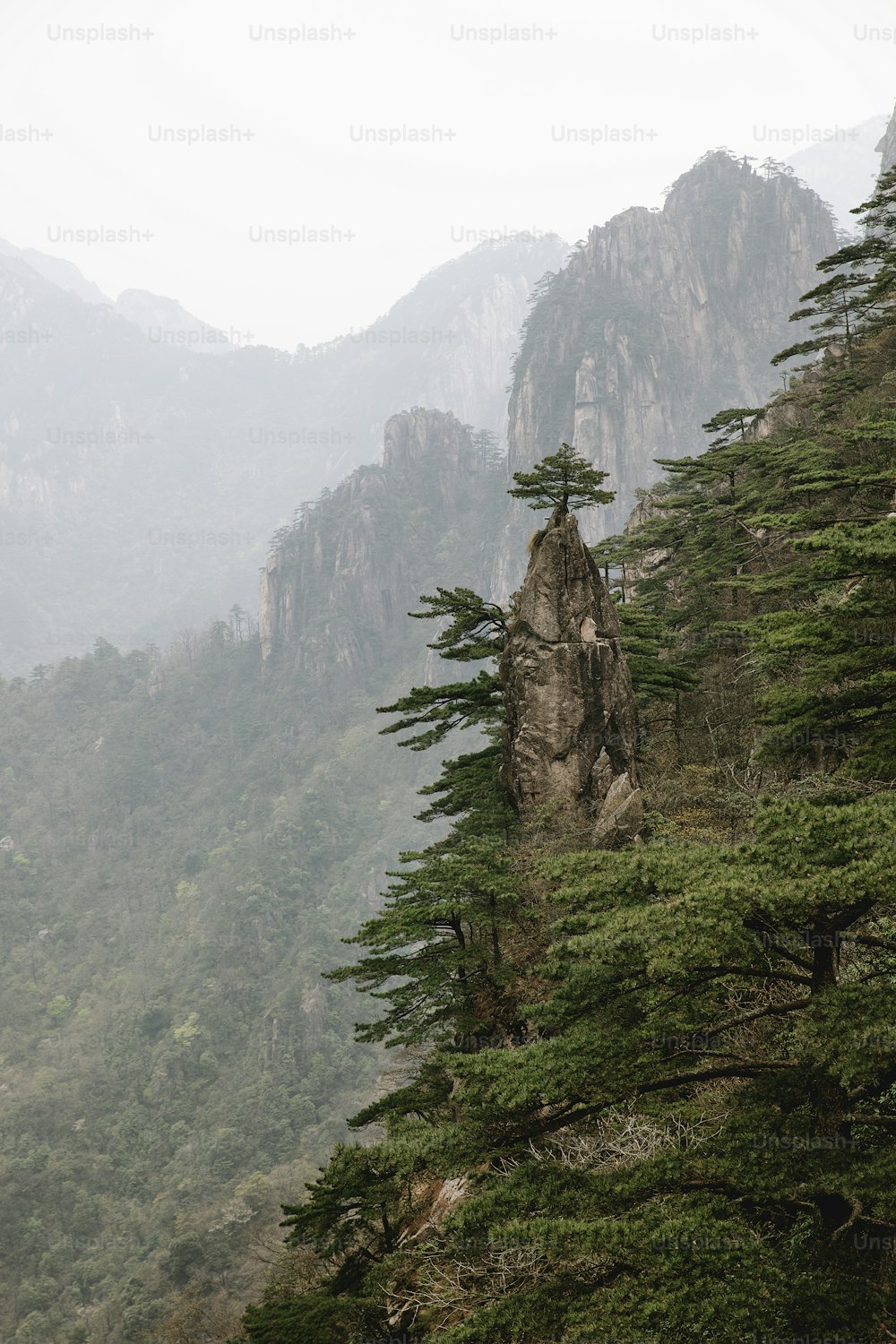 Un árbol solitario en la ladera de una montaña