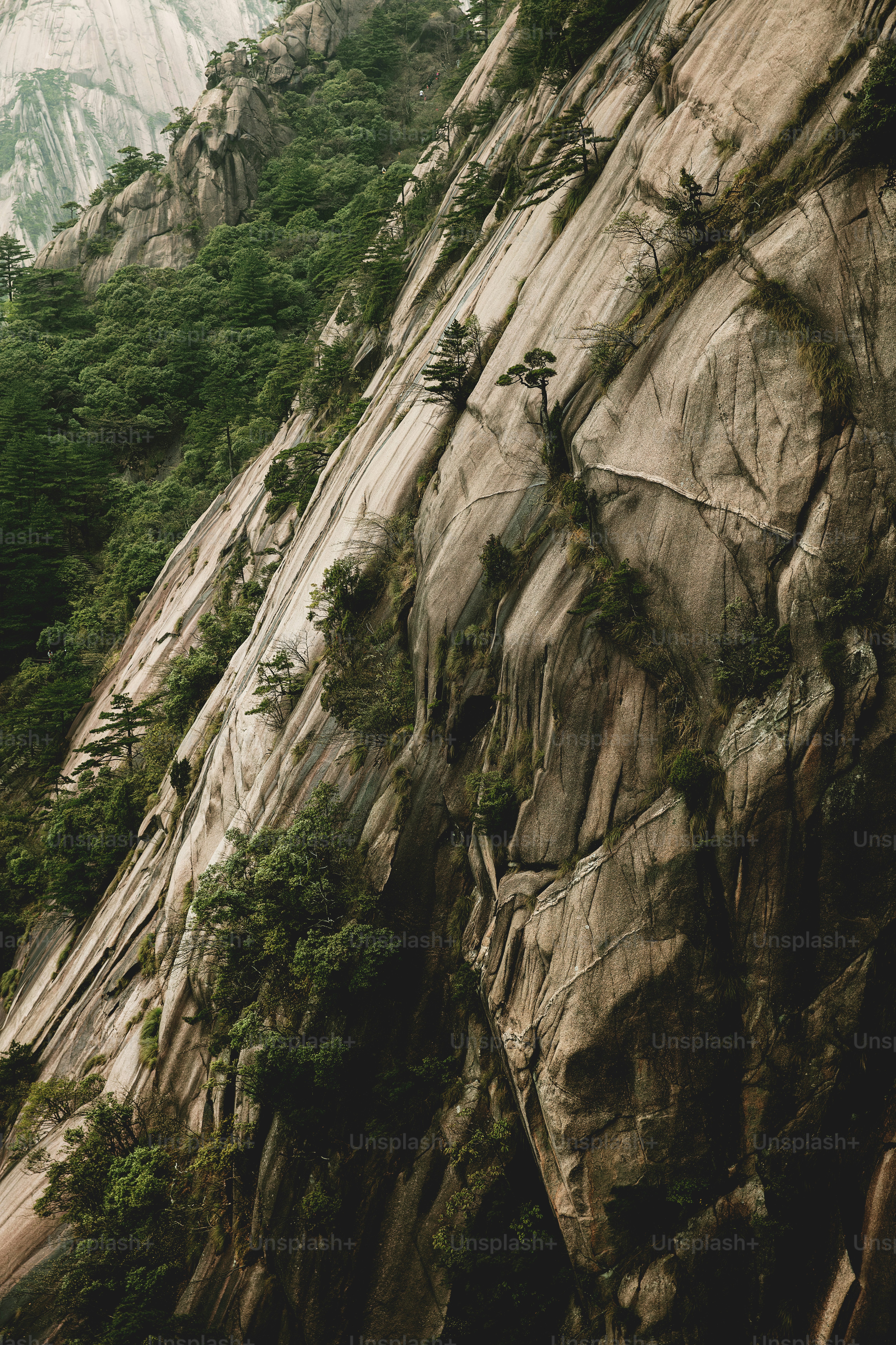 a mountain side with trees growing on the side of it