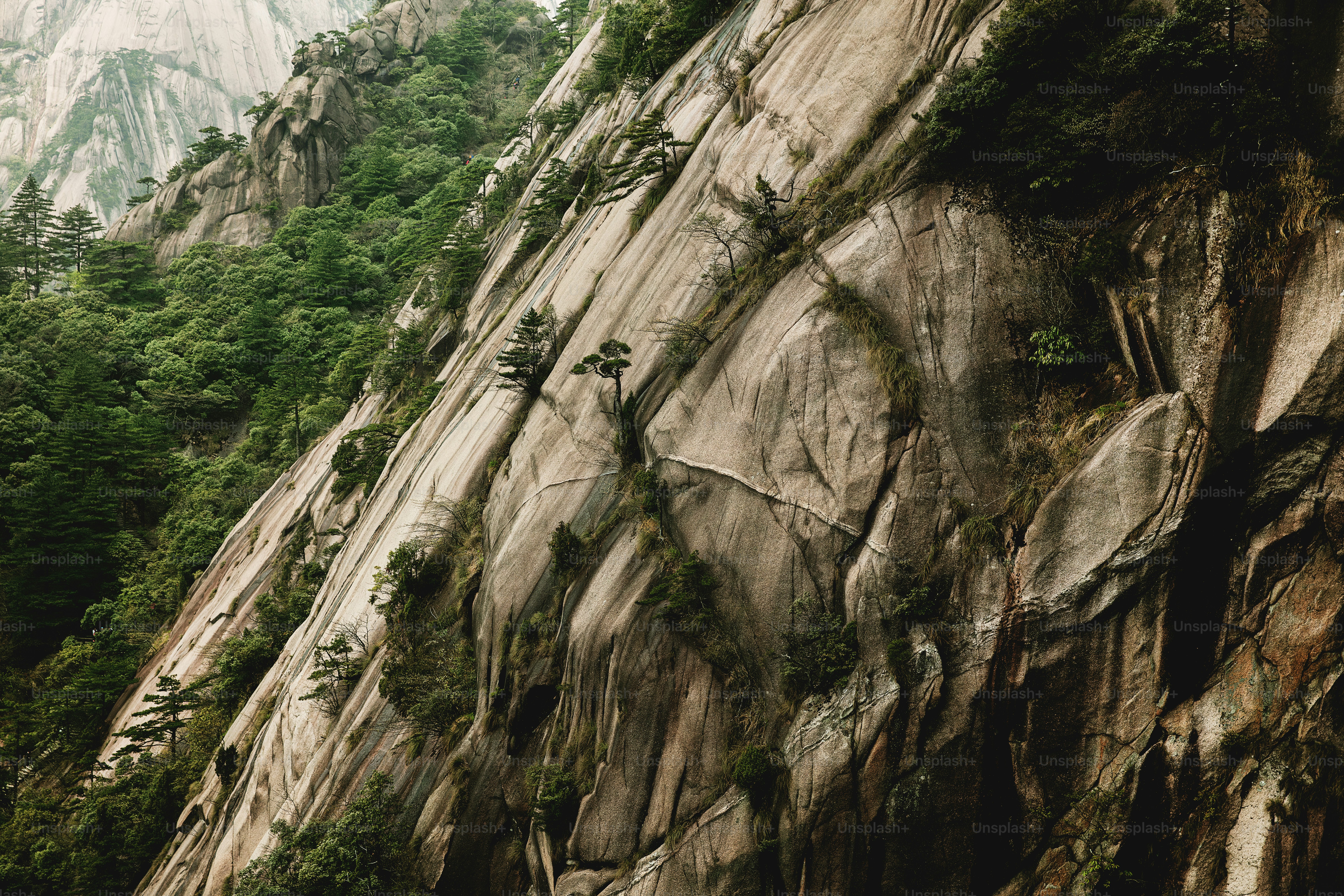 una gran pared rocosa con árboles que crecen en ella