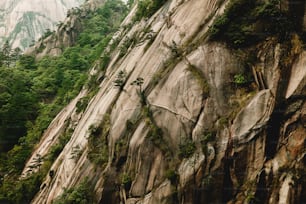 a large rock face with trees growing on it