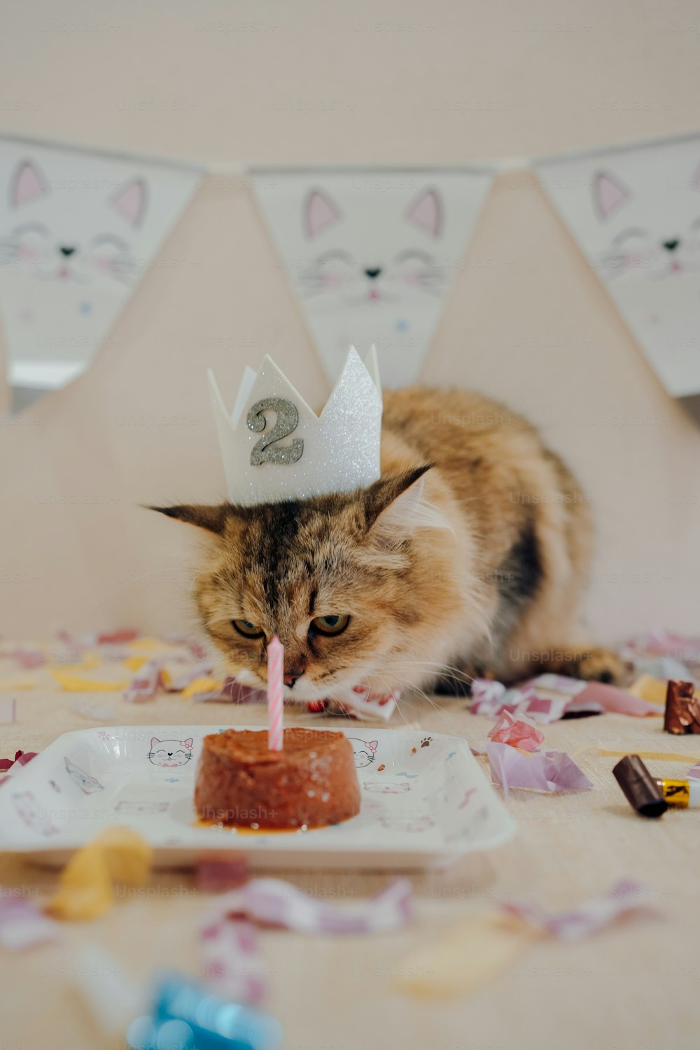 a cat sitting on a table with a birthday cake