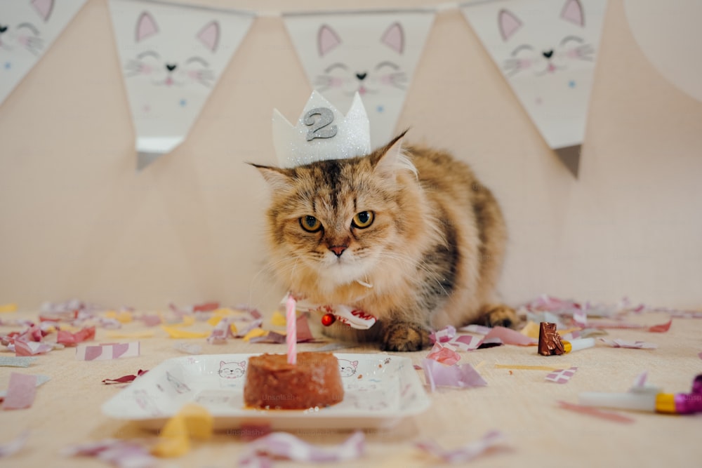 a cat sitting on a table with a birthday hat on