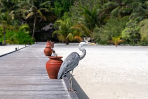 a bird is standing on a wooden dock