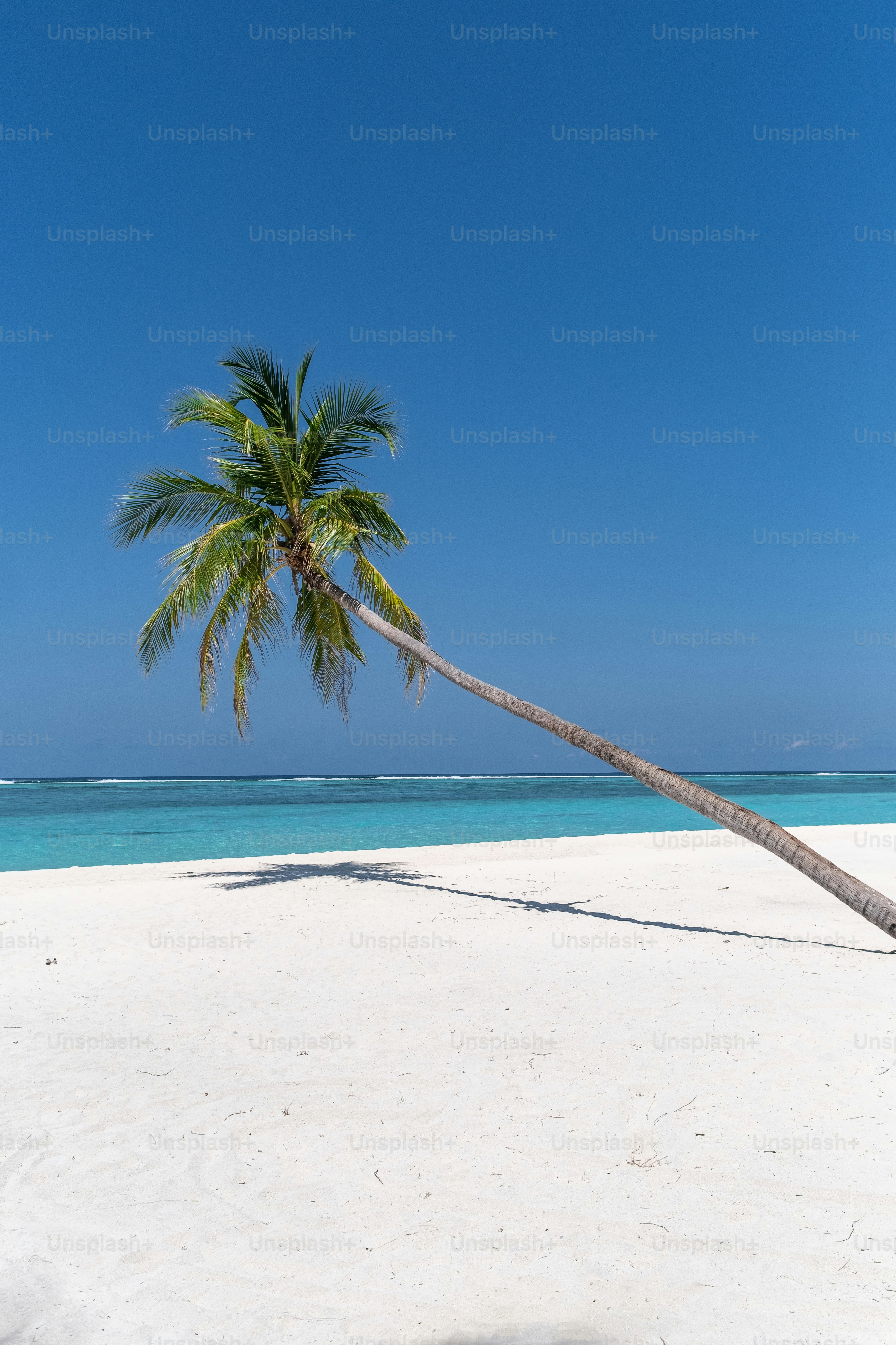 A palm tree leaning over on a beach photo – Maldives Image on Unsplash