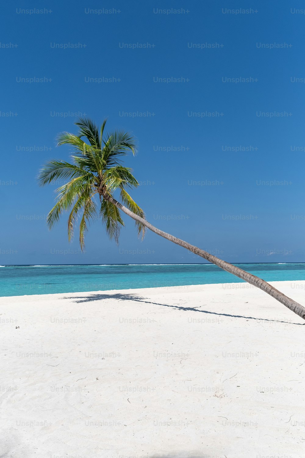a palm tree leaning over on a beach