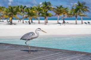 a bird is standing on a dock near the water