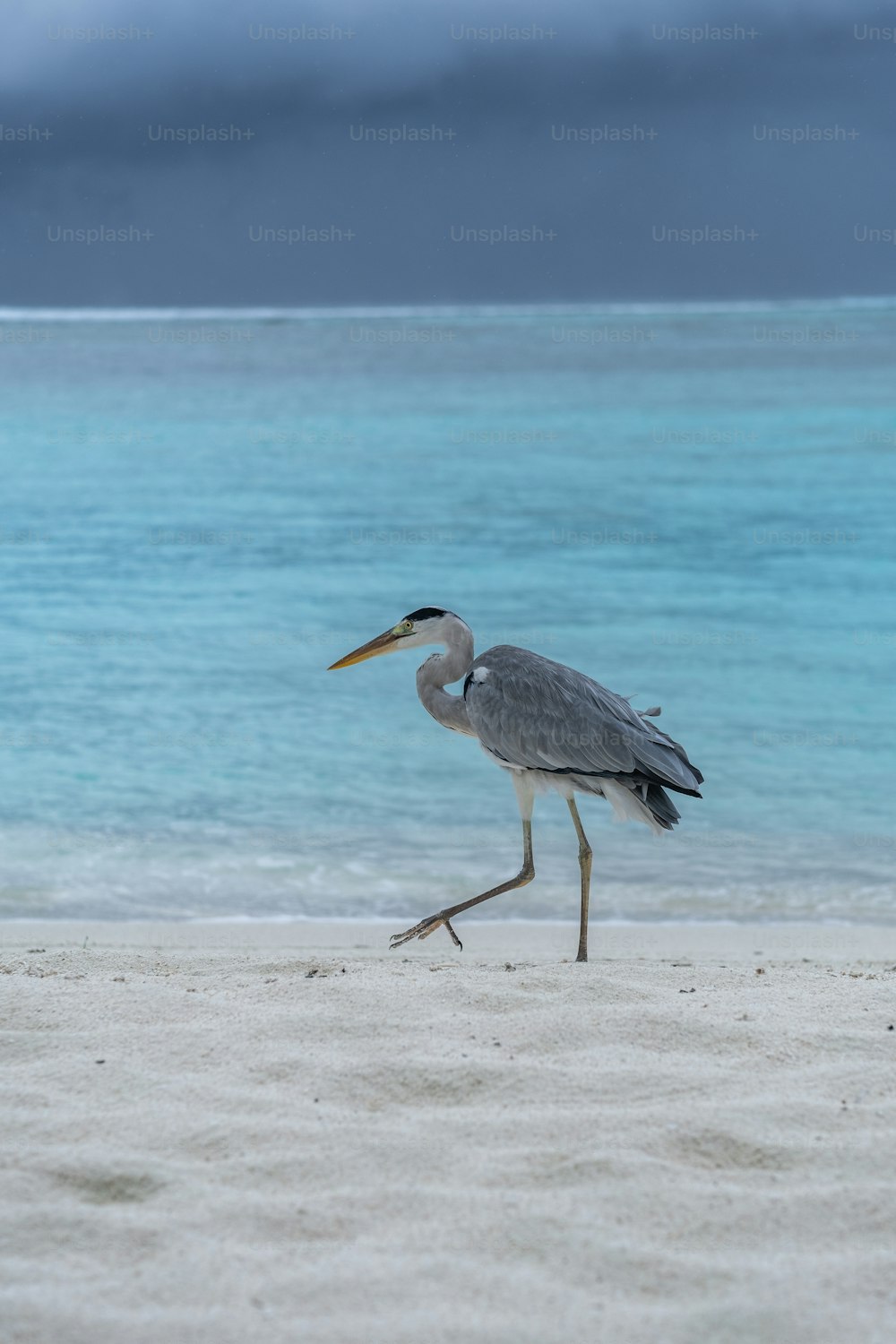 Un uccello con un lungo becco che cammina su una spiaggia
