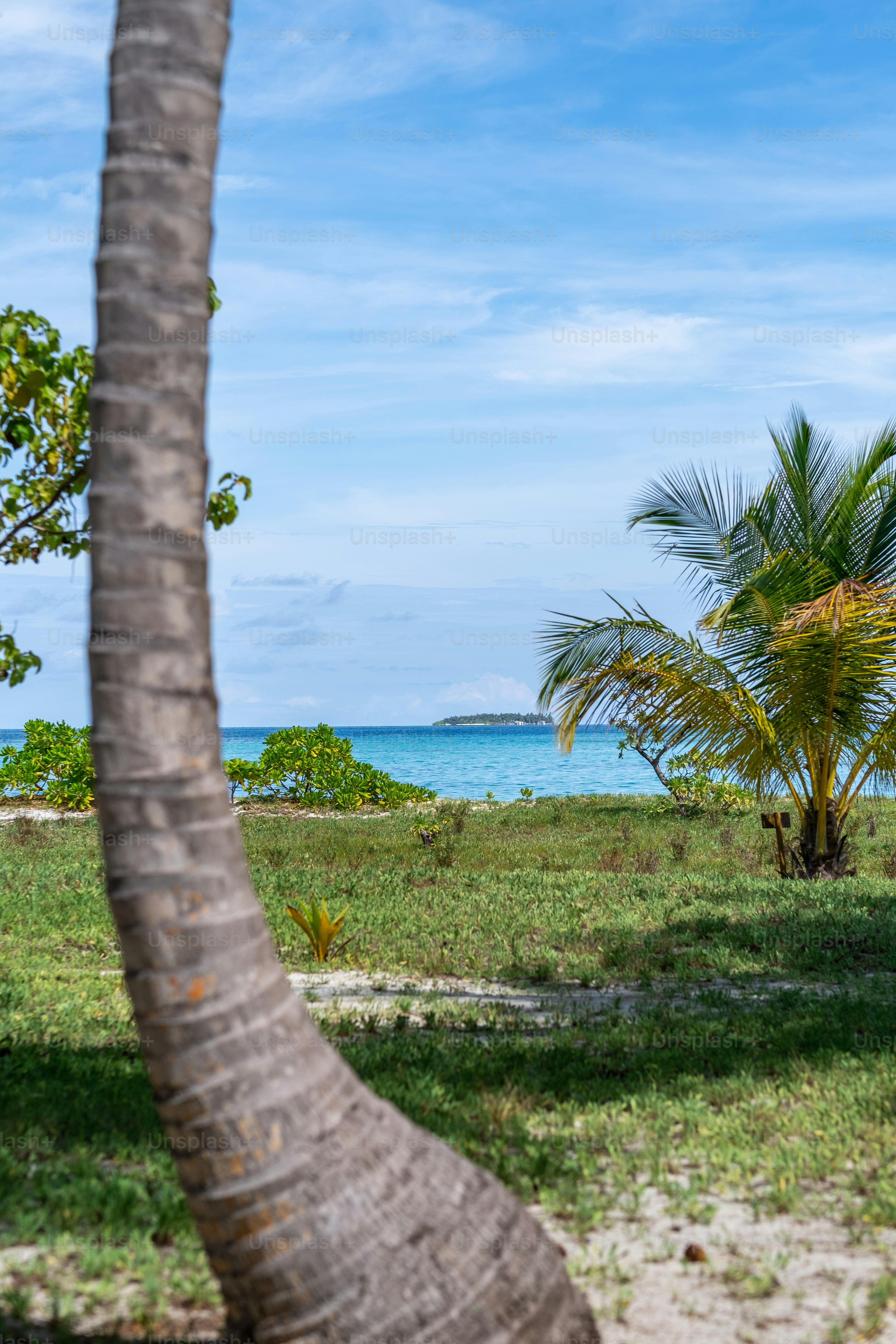 A large palm tree sitting on top of a lush green field photo – Holiday ...