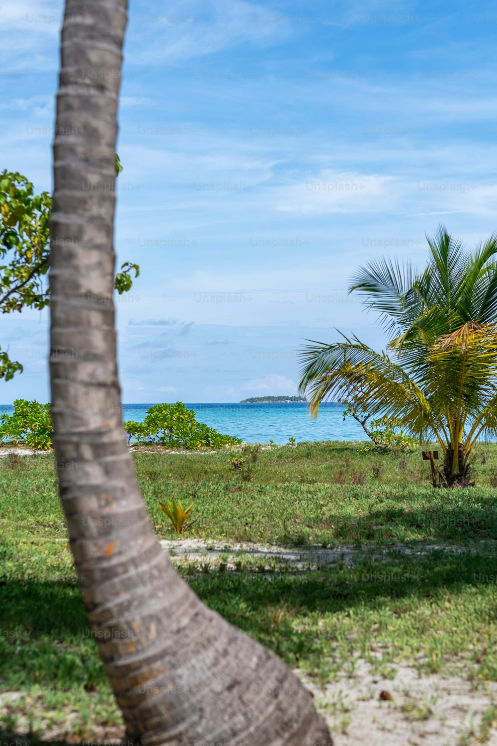 a large palm tree sitting on top of a lush green field