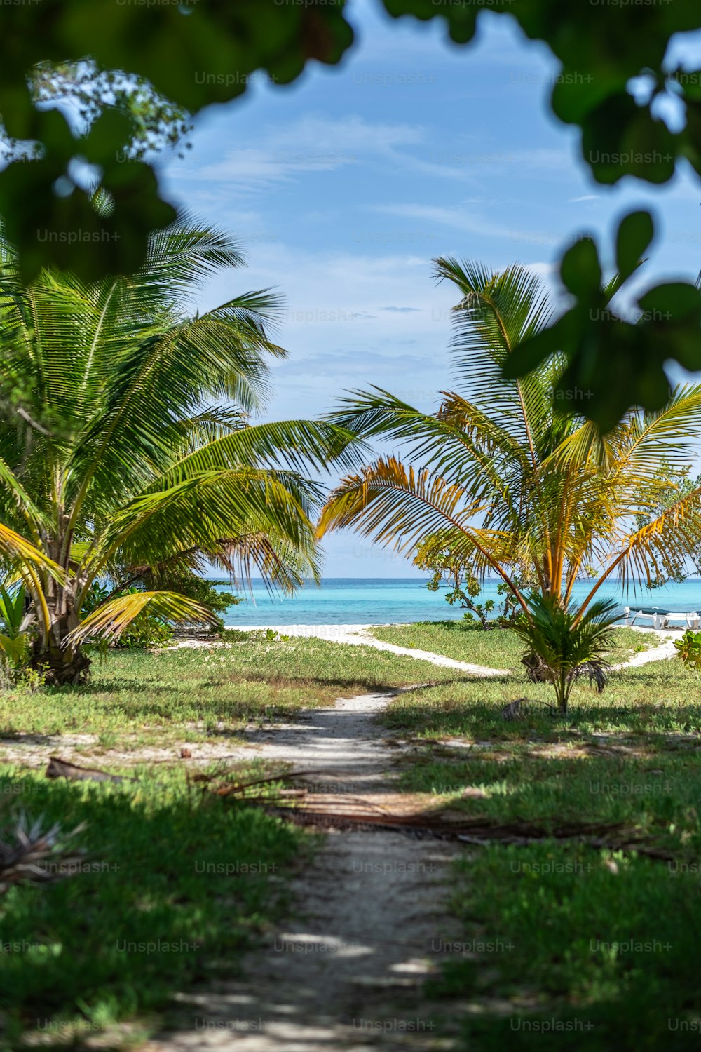 a dirt path leading to a beach with palm trees