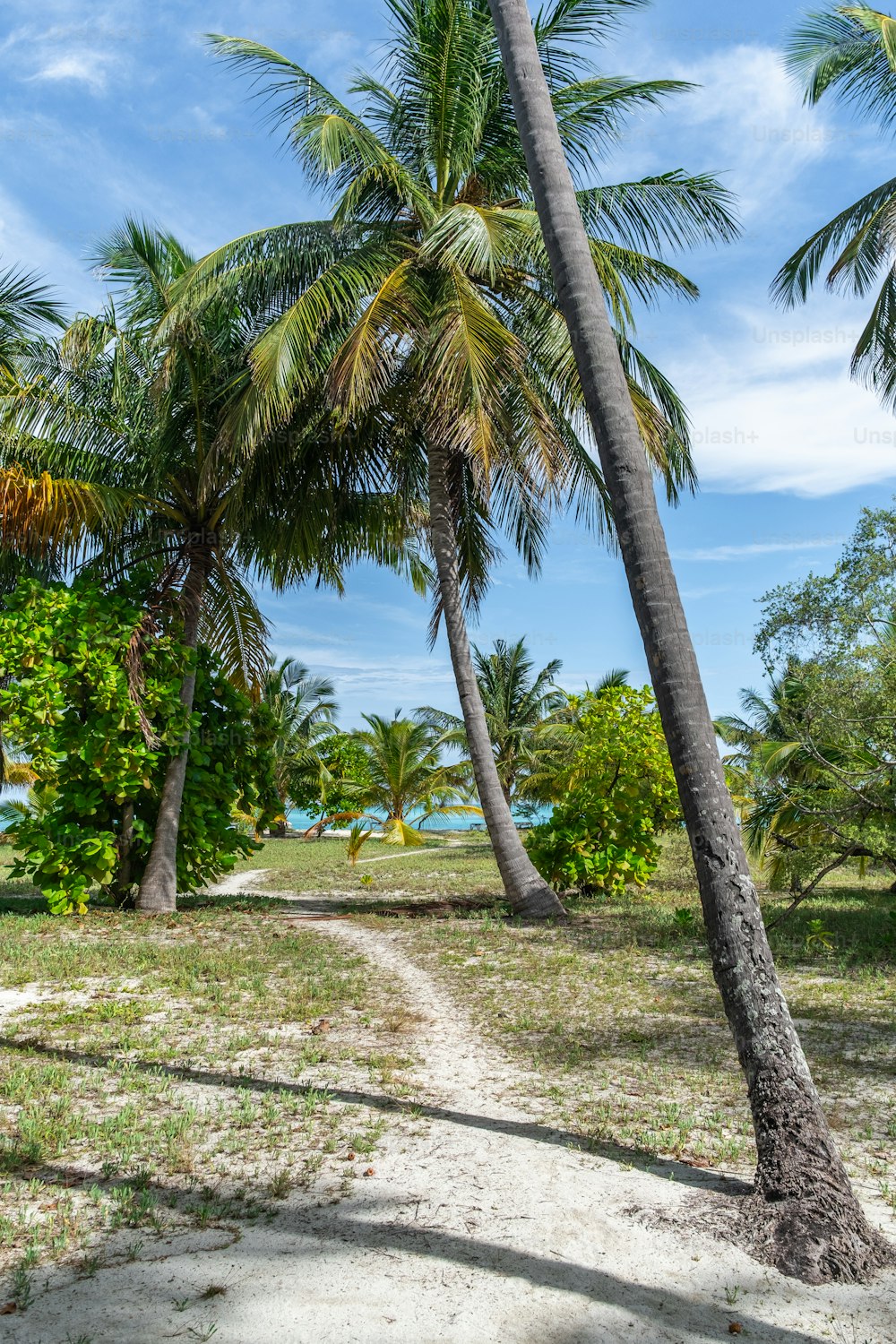 a path between two palm trees on a beach