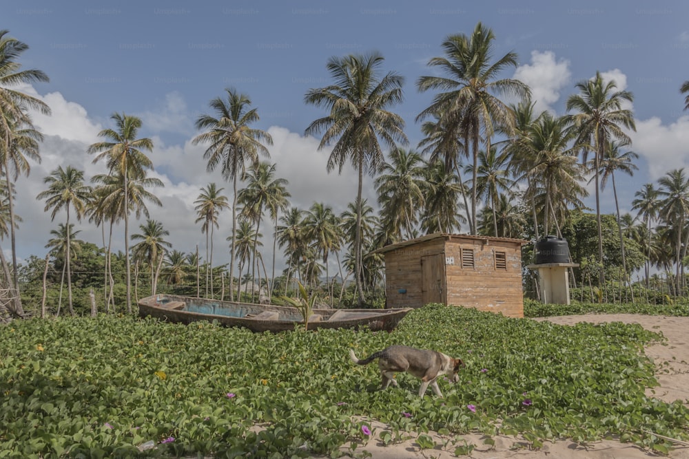 a boat sitting on top of a lush green field