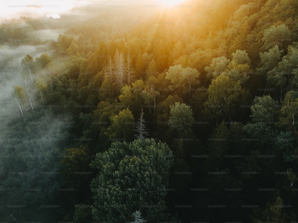 an aerial view of a forest with fog