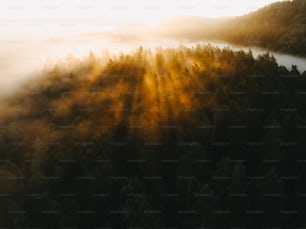 the sun is shining through the fog in the forest