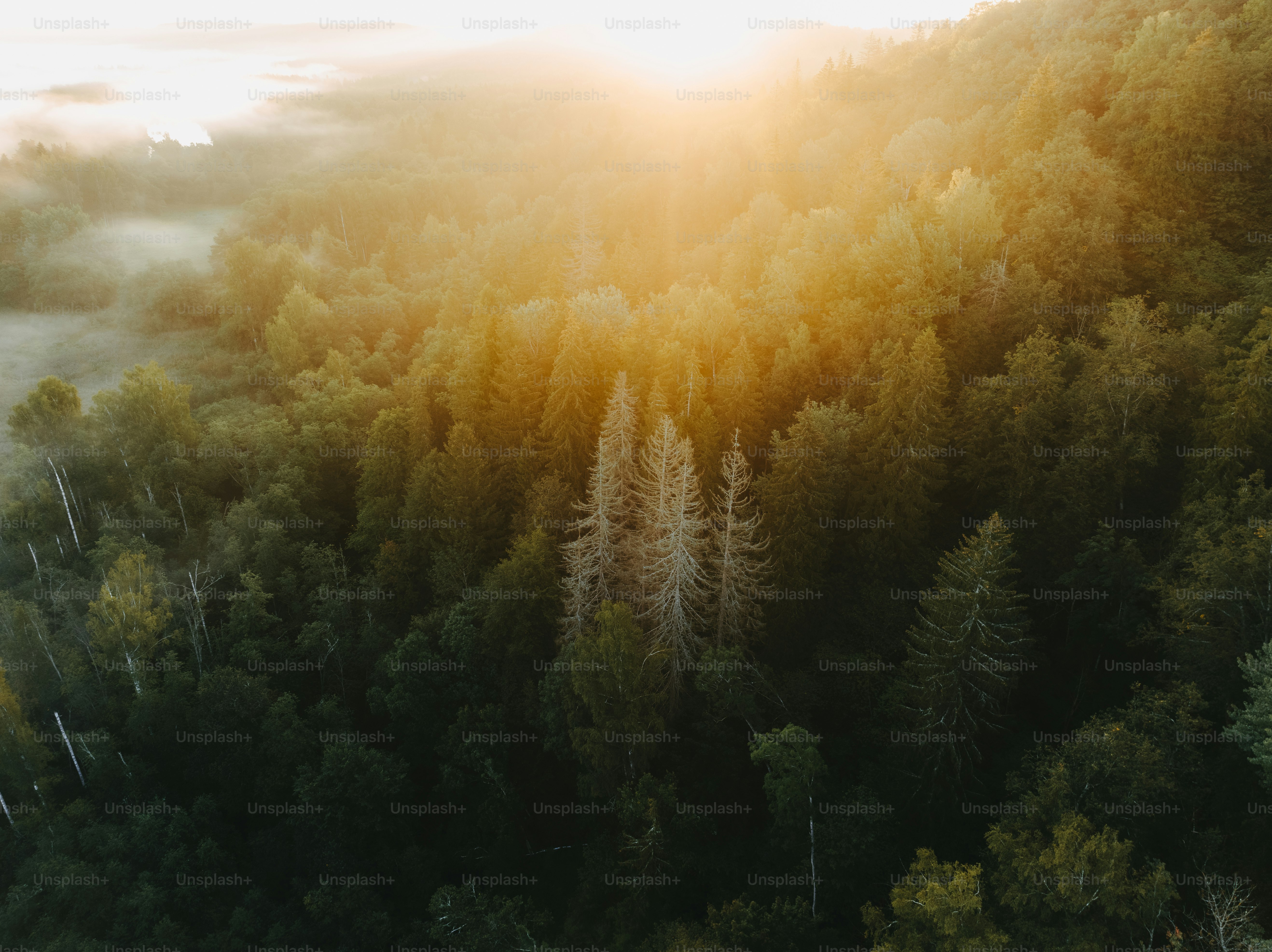 the sun is shining through the trees in the forest