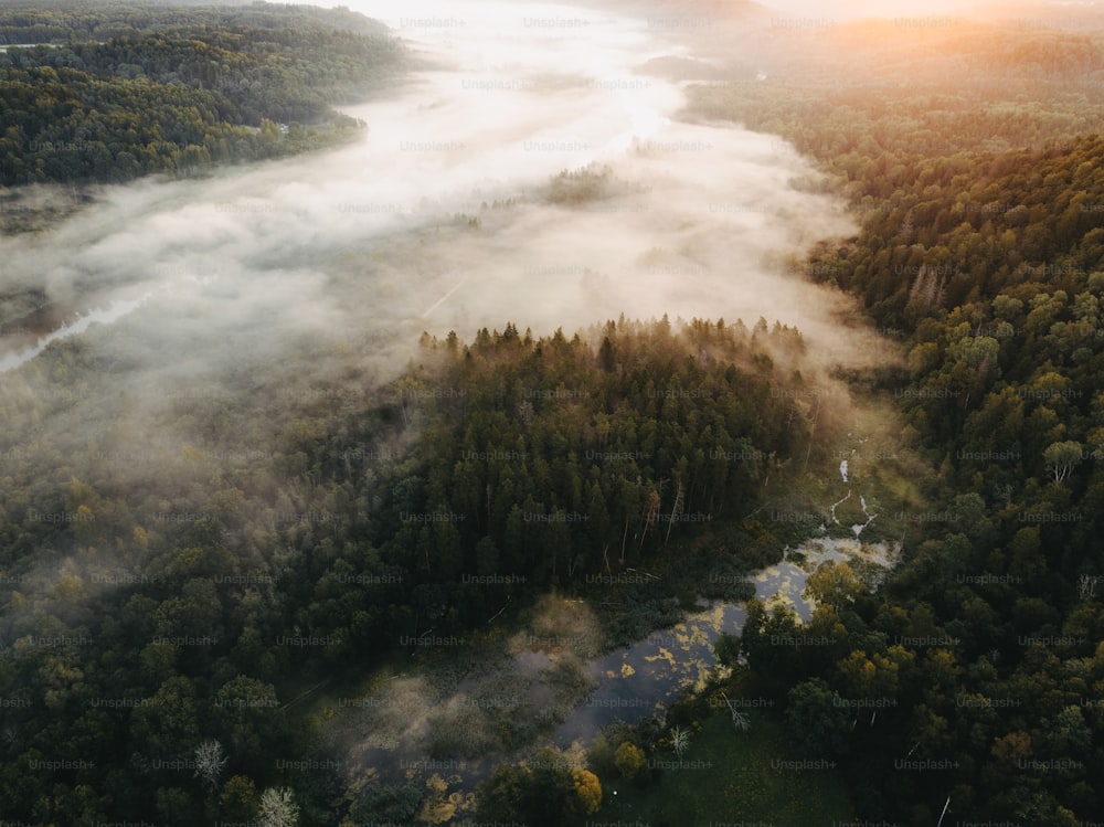 Une vue aérienne d’une forêt brumeuse