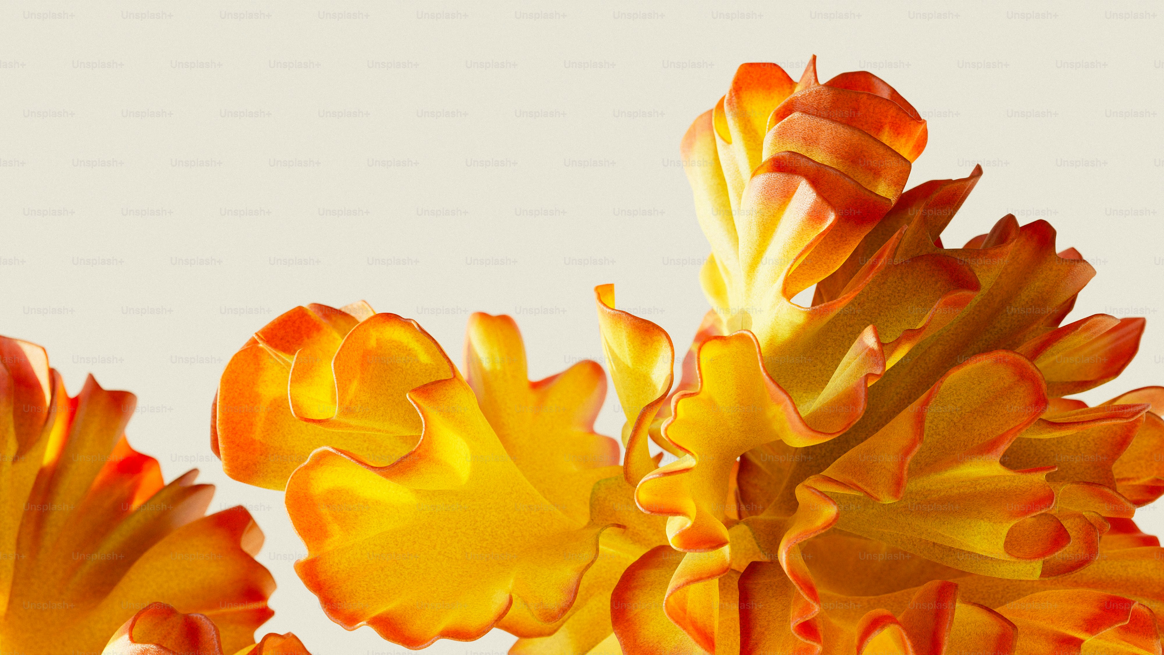 a close up of a bunch of flowers on a white background