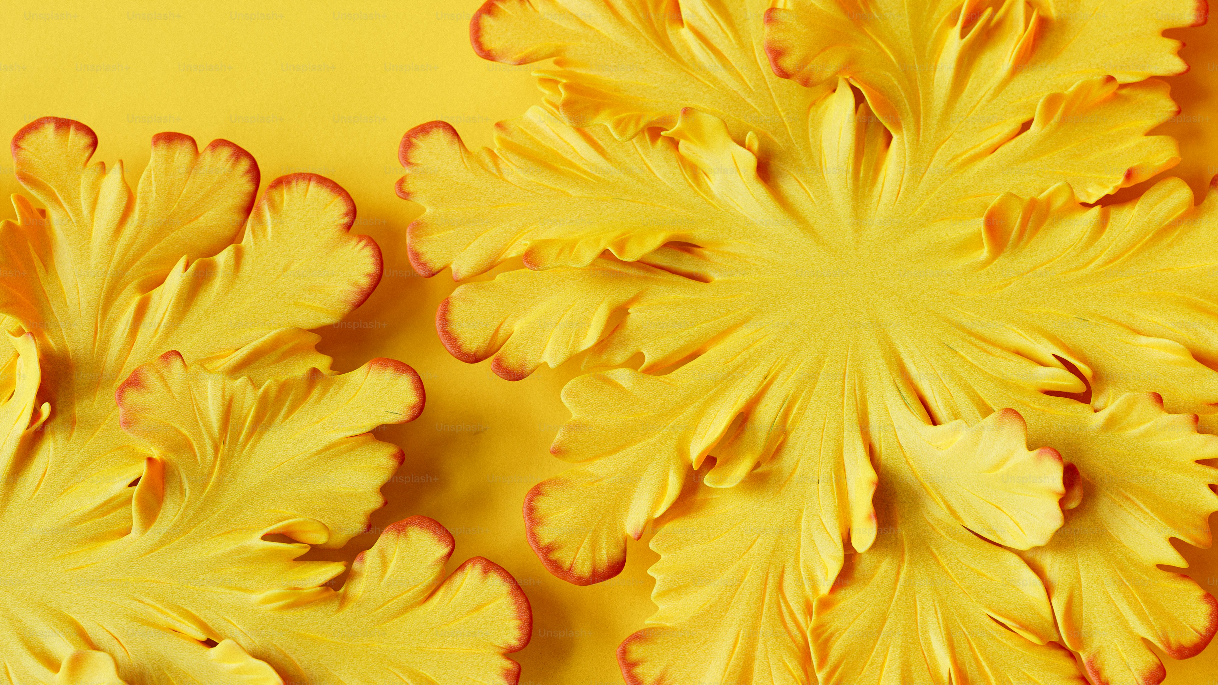 Un primo piano di fiori gialli su uno sfondo giallo